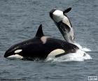 Orca или кoсатки, самое крупное животное семейl